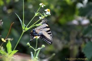 Swallowtail on Flower.