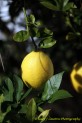 Lemon Hanging