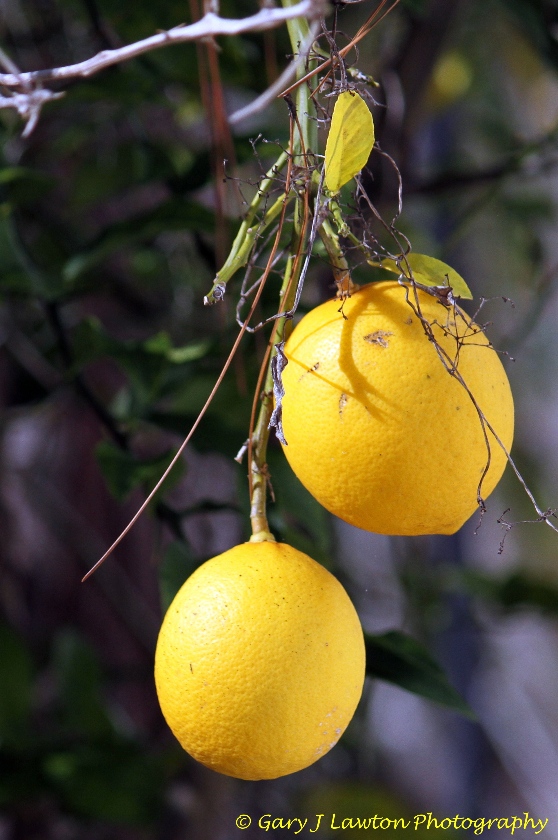 lemons x 2 logo