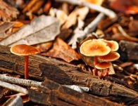 Orange Brown Mushroom 3