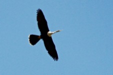 Anhingas frequently soar high above the ground.