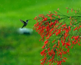Hummingbird Hovering Firecracker Bush