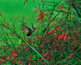 Hummingbird in FireCracker Bush