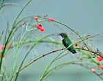 Hummingbird Perched3