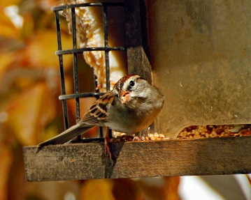 Chipping Sparrow on Feeder