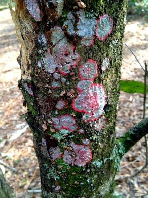 Christmas Tree Lichen