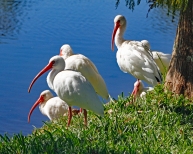 white-ibis
