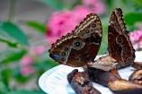 Morpho Butterfly on Rotting Fruit 2