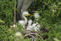 Baby egrets were left to starve to death when poachers killed the parents.