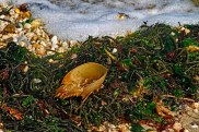 Horseshoe Crab in Seaweed