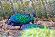 Nicobar Pigeon with Nesting Material