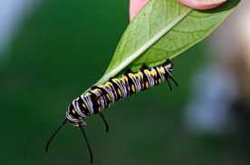 Queen Caterpillar 16