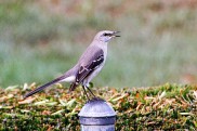 Mockingbird on Fence Post