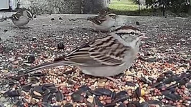 chipping sparrow on ground