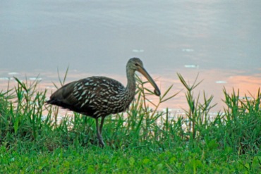 Limpkin with Snail 2019