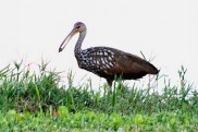 Limpkin with Snail 3 2019