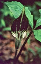 Jack in the Pulpit Flower Open 2