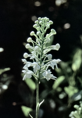 White Fringed Orchis 2-adjust